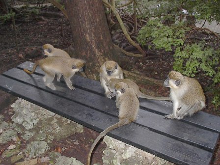 Monkeys, Barbados, 2004-KP