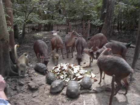 Animal Preserve, Barbados, 2004-KP