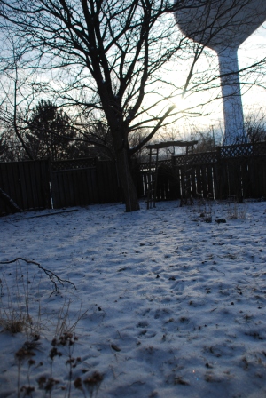 Backyard in Winter